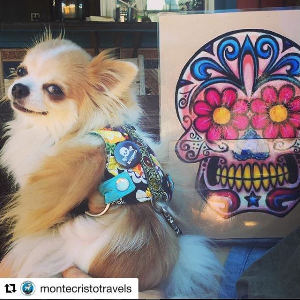 Sugar skull dog harness outlet