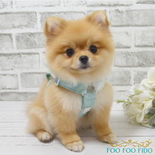 Turquoise Designer Dog Harness | Fancy Pearl Pet Harness